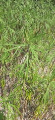 Artemisia selengensis