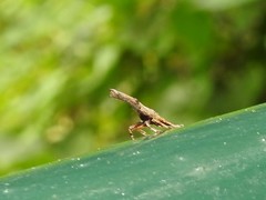 Pyrops candelaria