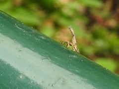 Pyrops candelaria