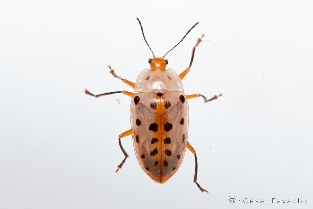 Neopriotelus truncatus