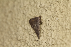 Idia diminuendis