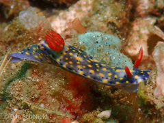 Hypselodoris
