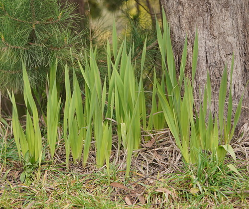 Watsonia meriana