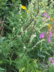 Artemisia vulgaris