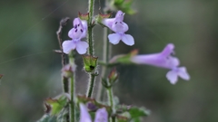 Salvia scabra
