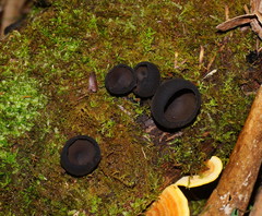 Urnula campylospora