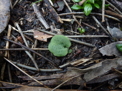 Cyrtostylis reniformis