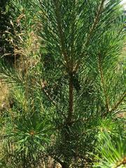 Pinus sylvestris