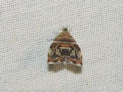 Choreutis euclista
