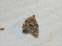 Choreutis euclista