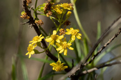 Senecio linearifolius linearifolius