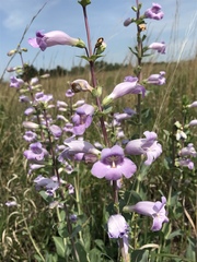 Penstemon grandiflorus