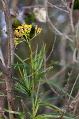 Senecio linearifolius linearifolius