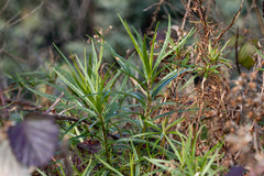 Senecio linearifolius linearifolius
