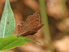 Junonia goudotii