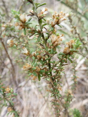 Olearia tubuliflora