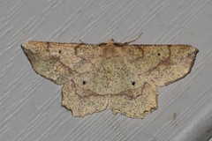 Euchlaena deplanaria