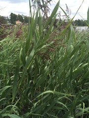 Phragmites australis
