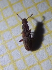 Oryzaephilus surinamensis