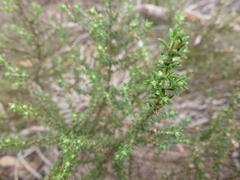 Olearia tubuliflora