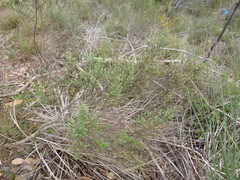Olearia tubuliflora