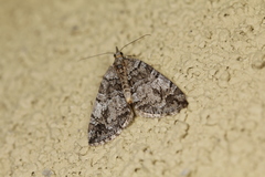 Hydriomena furcata