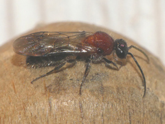 Smicromyrme