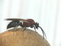 Smicromyrme