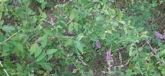 Vicia pseudo-orobus