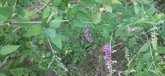 Vicia pseudo-orobus