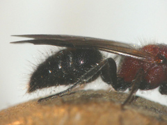Smicromyrme