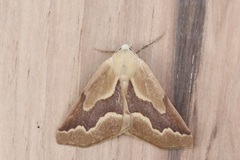 Sabulodes edwardsata