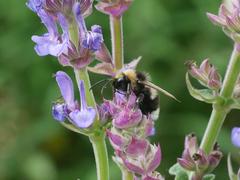 Bombus