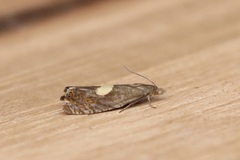 Dichrorampha simulana