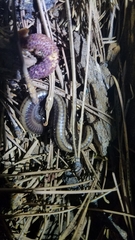 Paeromopodidae
