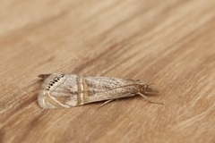 Euchromius californicalis