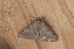 Digrammia triviata