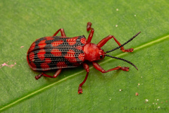 Sceloenopla