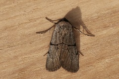 Sympistis greyi