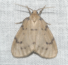 Paidia rica