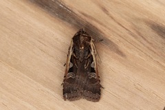Parabagrotis