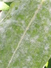 Golovinomyces verbasci