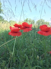 Papaver rhoeas