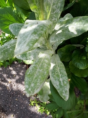 Golovinomyces verbasci