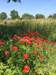 Papaver rhoeas