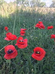 Papaver rhoeas