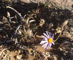 Felicia hirsuta