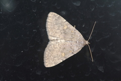 Idia diminuendis