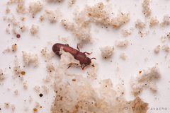 Tribolium castaneum
