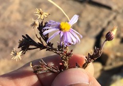 Felicia hirsuta